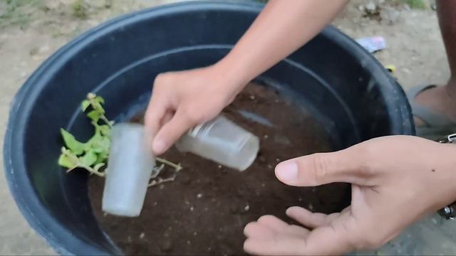 Ganito gawin mo sa pagpili at pagtatanim ng bougainvillea cuttings para mamulaklak agad смотреть онлайн