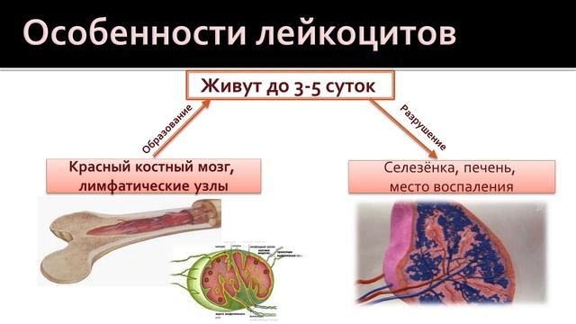 Биология 8 класс. Форменные элементы крови смотреть онлайн