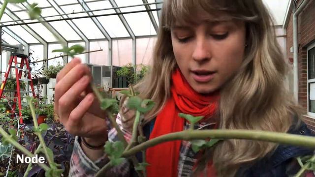 Pruning Plectranthus смотреть онлайн