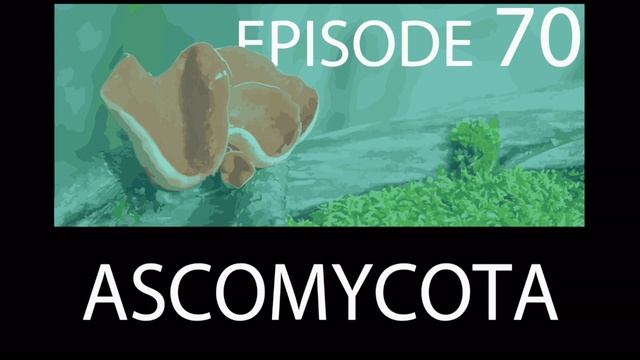 Episode 70 - Ascomycota смотреть онлайн