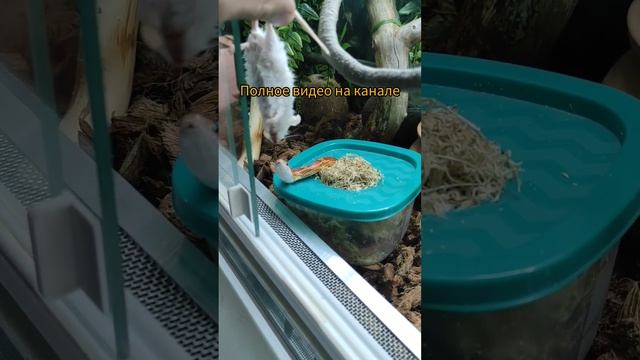 Кормление маисового полоза #cornsnake #змея #маисовыйполоз #ratsnake #маисовыйполоз #террариум