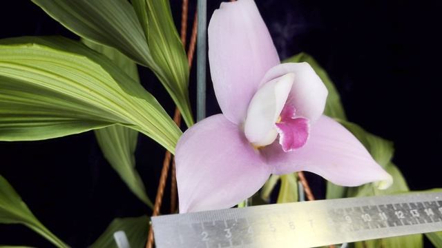 Ликаста от Abou Shoalhaven'Big'×Aubrun Lyc Rakuhoku