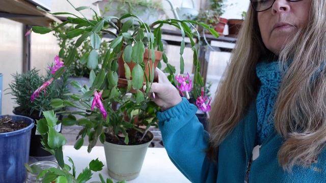 Prune Your Schlumbergera (Christmas / Thanksgiving Cactus) смотреть онлайн
