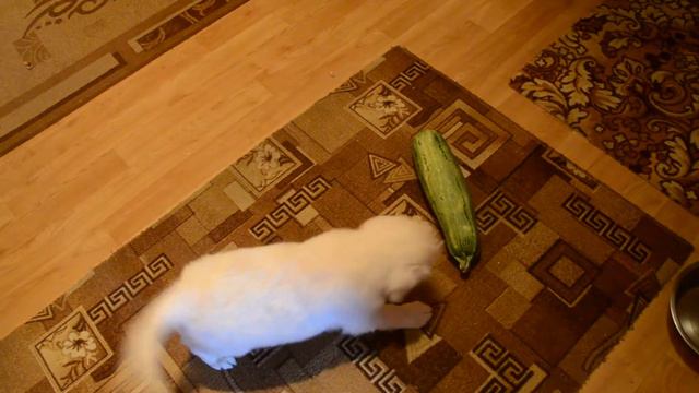 ЩЕНОК VS КАБАЧОК/КТО ЖЕ ПОБЕДИТ??? смотреть онлайн