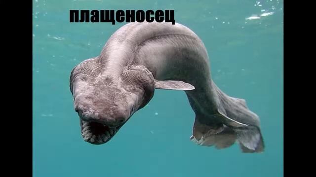 Морские рыбы и их фото с названием. смотреть онлайн