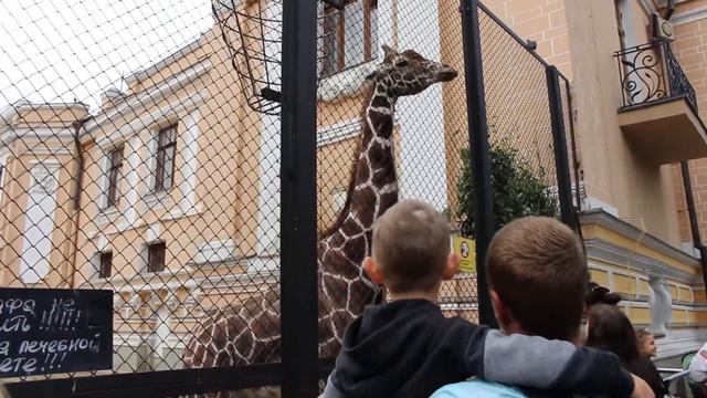 Московский зоопарк жираф смотреть онлайн
