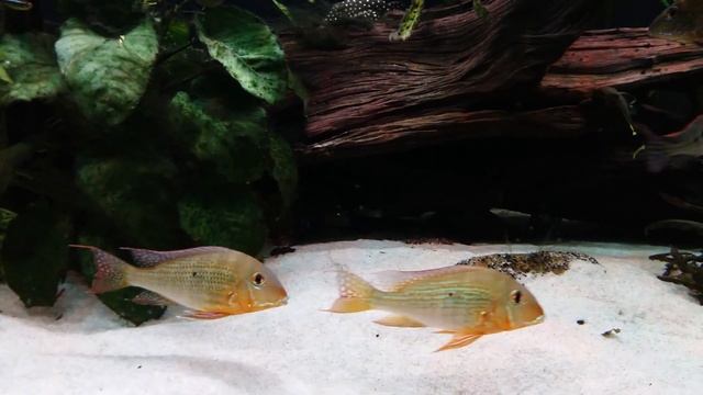 Geophagus cf. altifrons "Rio Araguari" смотреть онлайн