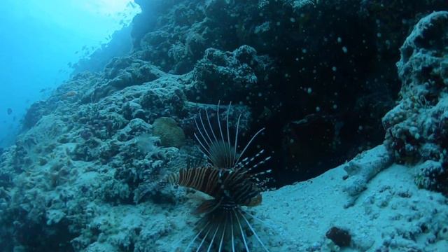 Мальдивы, дайвинг, South Malé Atoll, крылатки смотреть онлайн