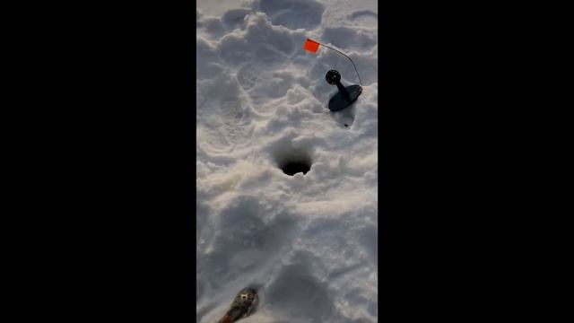 Ловля щуки на жерлицы в глухозимье смотреть онлайн