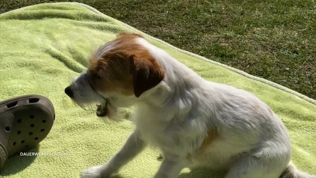 Schäm dich! - Hundeschule Canis смотреть онлайн