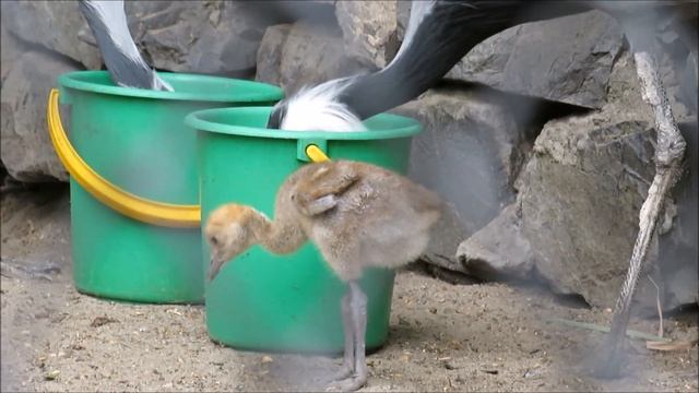 Журавли-красавки кормят своего птенца 13.06.2023