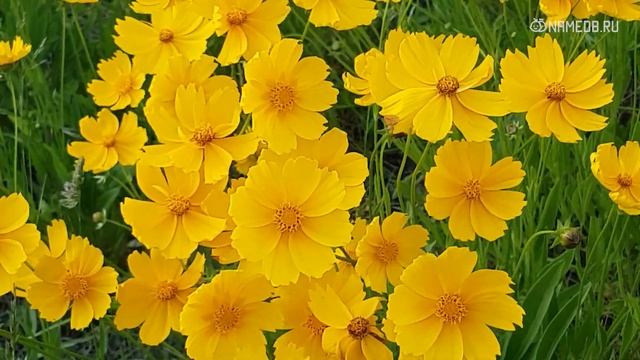 Совместимость: женщина-овен и мужчина-весы