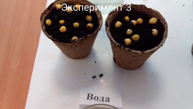 исследовательская работа "Эта полезная зола" смотреть онлайн
