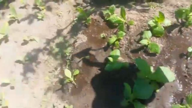 Табак 2.07.19 смотреть онлайн