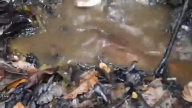 Feeding Electric Eels Near Tahuayo Lodge In The Amazon Jungle!!!!  Электрический угорь