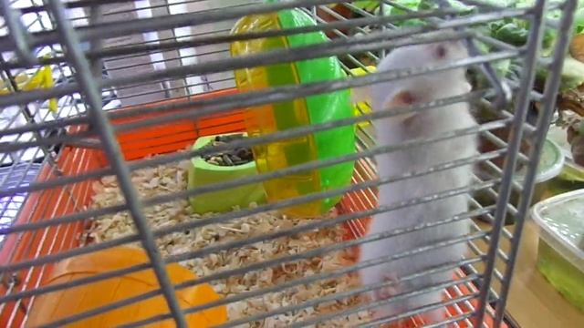 Как поживает самый маленький хомячок в мире, и как мы его назвали смотреть онлайн