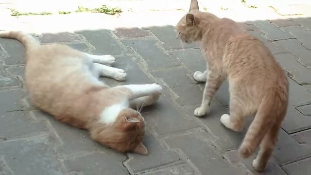 Рыжие коты:) смотреть онлайн