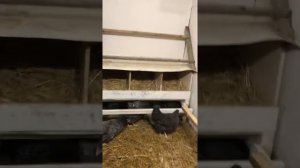 Куры. Молодки доминант D107 и D959. Возраст 4-4.5 месяца