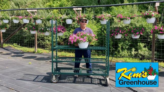 Beautiful Petunia Hanging Baskets смотреть онлайн