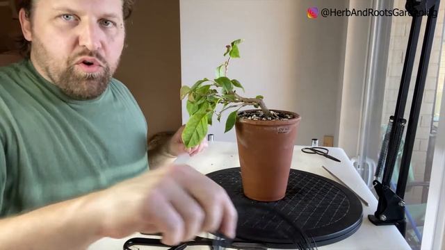 Tiny Bougainvillea Bonsai.  Wiring And Pruning Bougainvillea Bonsai Cascading Style. Beginner Bonsa