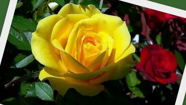 Вальс цветов П. Чайковского.Розы..wmv смотреть онлайн