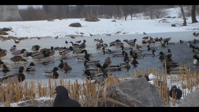 Запорожье . Парк РАДУГА.Кормление диких уток. смотреть онлайн