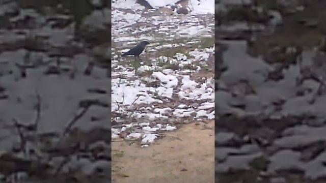 Ещё галка| Жизнь в деревне смотреть онлайн