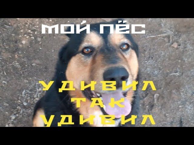 если бы не видел своими глазами - не поверил бы.... смотреть онлайн