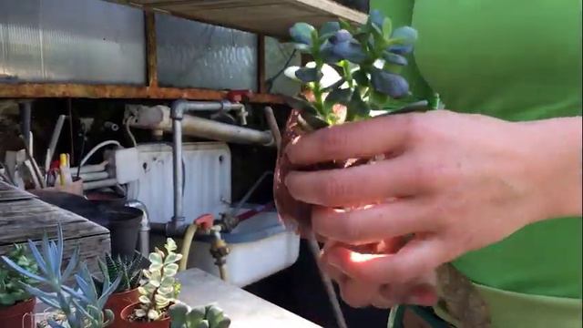 Gießfrust? Sukkulenten! смотреть онлайн