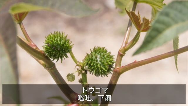 【危険植物まとめ】文鳥やインコに有害な毒性植物 смотреть онлайн