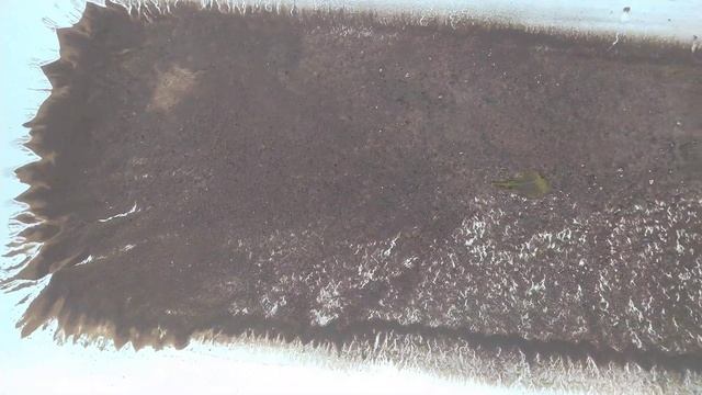 Redis Безопасное хранение данных