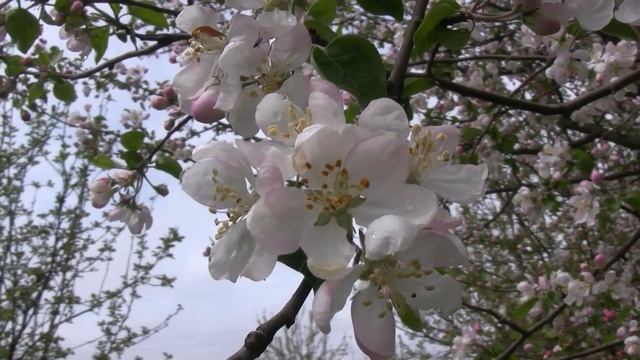 Footage ФУТАЖ 2 (ЯБЛОНЯ В ЦВЕТУ) (Apple tree flowers) смотреть онлайн