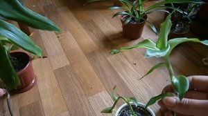 Золотой ус ( Каллизия душистая ).