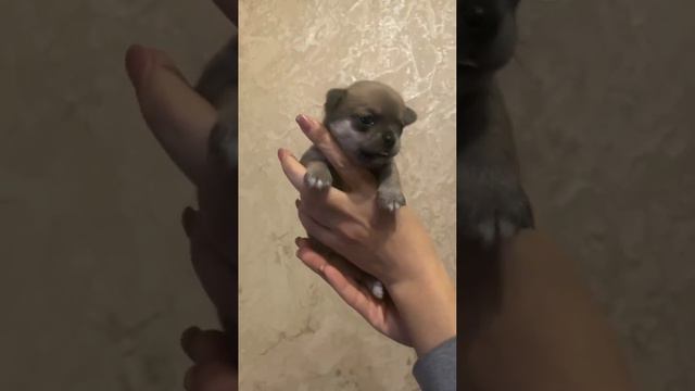 малыши Тарантиновичи растут в дружественном питомнике, питомнике чихуахуа и той-пудель Кастропуло