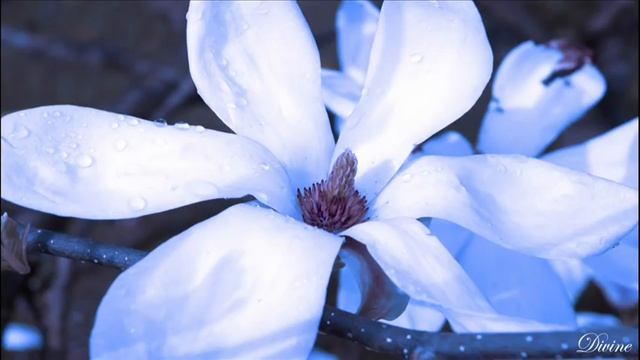 Ajai Alai - Mirabai Ceiba.mp4 смотреть онлайн