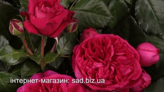 Розы. Новинки сезона в СЦ "Сад Вашей Мечты" смотреть онлайн
