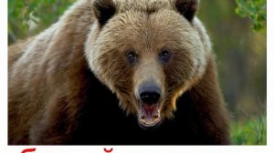 Животные озвученные