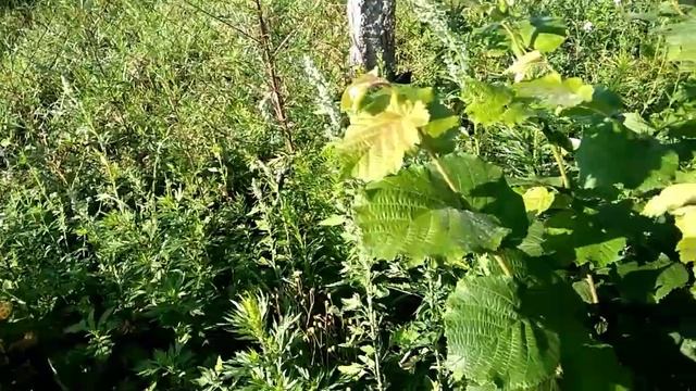 Клевер белый-сплошной,плотный,устойчивый покров смотреть онлайн