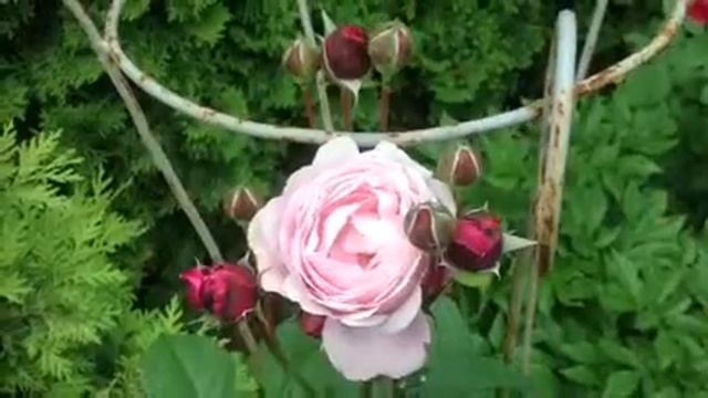 Роза Дитер Мюллер июнь 2014 смотреть онлайн