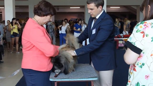 13.08.16 г.Челябинск "Уральские Зори" пекинесы (часть 1) смотреть онлайн