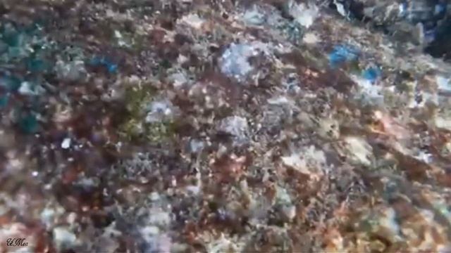 Красное море осьминог хамелеон обитатели. смотреть онлайн