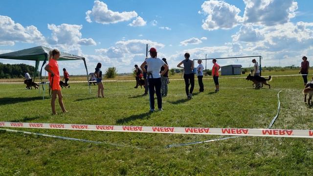 30.07.22 Монопородная выставка немецких овчарок, г.Мичуринск. Рабочие кобели стандарт смотреть онлайн