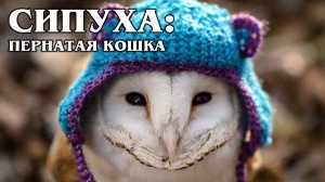 СИПУХА: Самая красивая сова с мордочкой в форме сердца | Интересные факты про птиц и животных