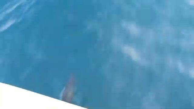 ДЕЛЬФИНЫ: Черное море, воспоминания мирных лет смотреть онлайн