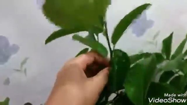 Мой лимон. Плодоносит лимон. Куст лимона дома смотреть онлайн