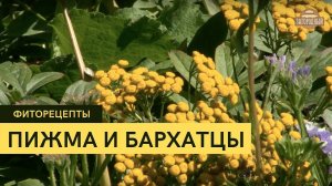 Пижма и бархатцы \ Как правильно ухаживать? \  Высадка \ Фиторецепты
