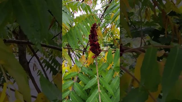 СУМАХ ОЛЕНЕРОГИЙ ИЛИ СУМАХ ПУШИСТЫЙ (УКСУСНОЕ ДЕРЕВО) (Rhus typhina) (2) #Shorts смотреть онлайн