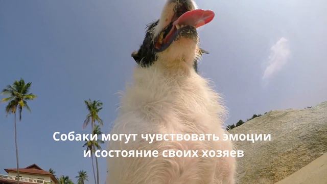 Невероятные факты о собаках смотреть онлайн