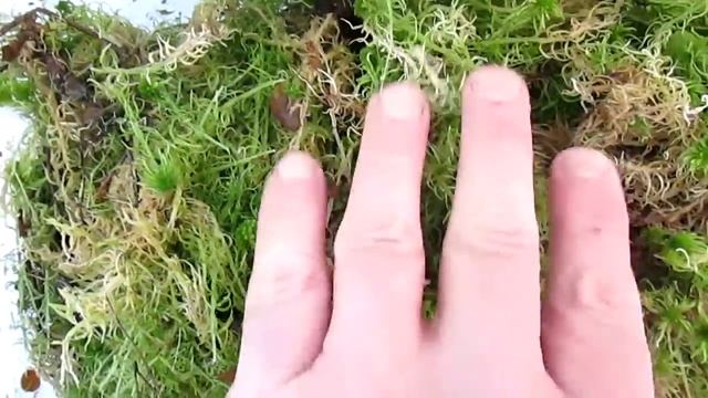 Лесной мох Сфагнум - урожай 2015 года смотреть онлайн