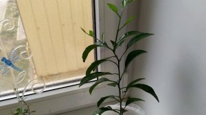 Формировка комнатного мандарина